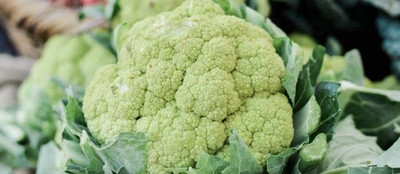 WILLVINE MEH -V Snowball-16 Variety Cauliflower [50g, 15000 Seeds] Seed(15000 per packet)