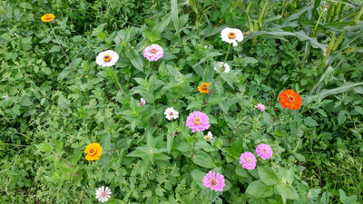 UGRA Zinnia California Flower Mix Seed(15 per packet)