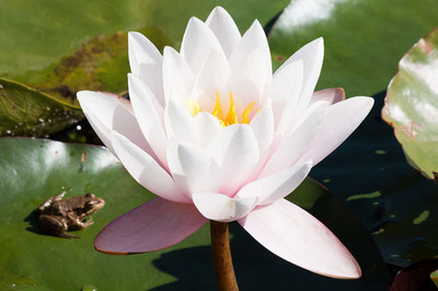 CYBEXIS XL-12 - Viable Aquatic Water Lily/Lotus - (270 Seeds) Seed(270 per packet)