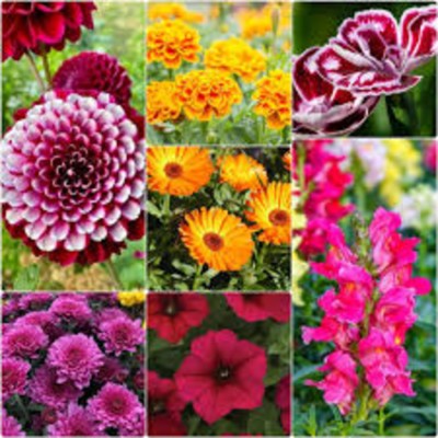 ibains Flower seeds combo Seed(58 per packet)