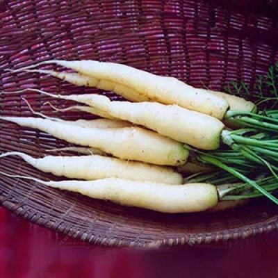 CRGO CARROT , GAJAR Seed(125 per packet)