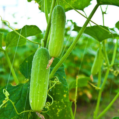 ibains Cucumber seeds plants Seed(114 per packet)