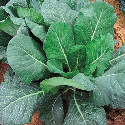 WILLVINE NKR -V Champion Collard Greens Seeds [25g] Seed(7500 per packet)