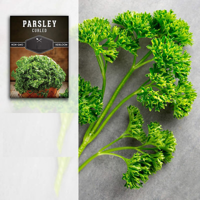 CYBEXIS ATS-84 - Parsley - Curled Forest Green - (250 Seeds) Seed(250 per packet)
