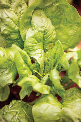 VibeX ® LXI-287 Double Take Spinach Seeds Seed(500 per packet)