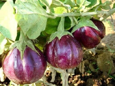 KNESSiN Thailand Round Mini Purple Brinjal-[5gm] Seed(1000 per packet)