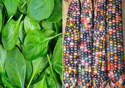 WILLVINE Baby Spinach and Rainbow Corn Seeds-[100 Seeds] Seed(100 per packet)