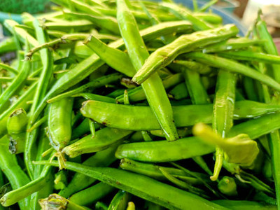XOLDAA CLUSTER BEANS SEEDS Seed(25 per packet)