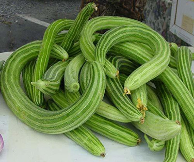 VibeX HUA-99 - Rare Hybrid Cucumber Kakri Long Melon - (1350 Seeds) Seed(1350 per packet)
