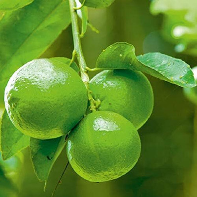 LPR NIMBU,LEMON Seed(20 per packet)