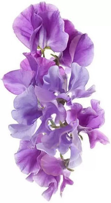 MAA Sweet Pea Seed(20 per packet)