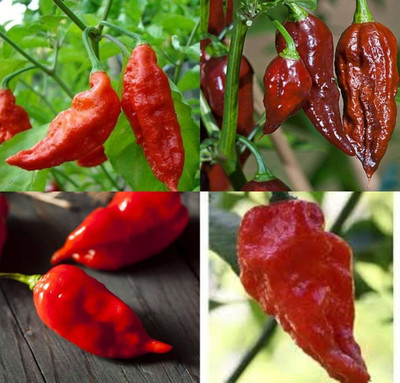 ibains Spice organic chilli seeds vegetable beez 57 Seed(57 per packet)