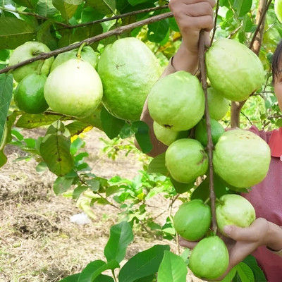 DEYS AGRO ™ indian guava|amrud High Yield fruit plant Seed(56 per packet)