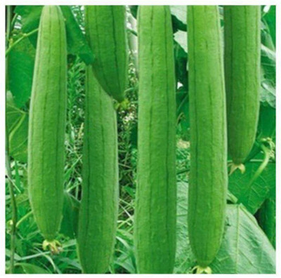 Quentova Long Tori/sponge Gourd-KTK-2X Seed(100 per packet)