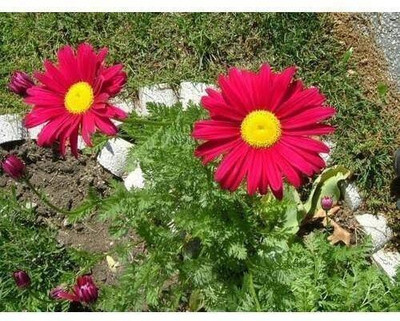 Pbevergreen VNR daisy f1 hybrid original seed Seed(105 per packet)