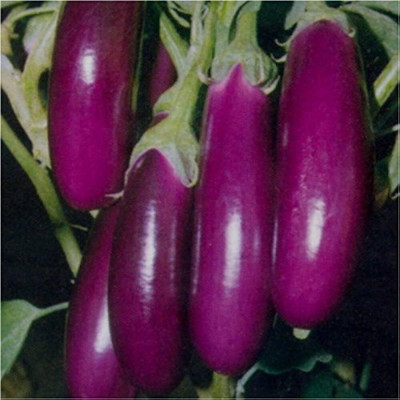 LPR BRINJAL SEEDS Seed(50 per packet)