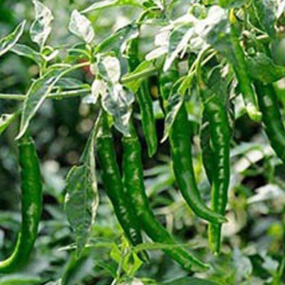 KANAYA hot chilli vegetables Seed(150 per packet)