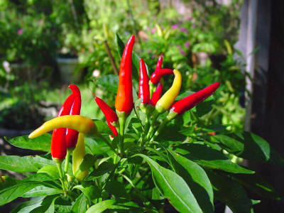 KNESSiN F1 Hybrid Hot Cayenne Red Chilli Seeds For Kitchen Gardening-(2400 Seeds) Seed(2400 per packet)