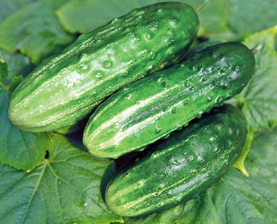 Qualtivate PUA-6A Cucumber Source F1 Rodnichok Open-Pollinated Seed(300 per packet)