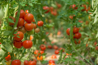SHYAM tomato Seed(25 per packet)