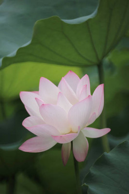 hyb lotus,kamal gatta Seed(10 per packet)