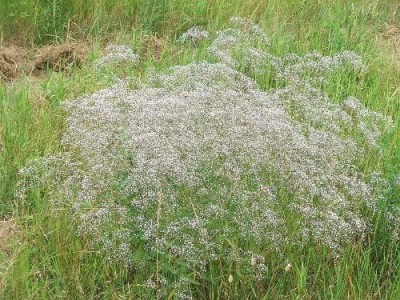 CYBEXIS Breath Covenant Garden Gypsophila Elegans Flower Seeds Seed(50 per packet)