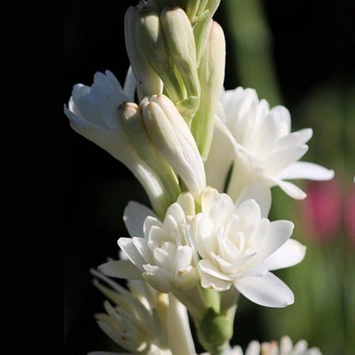 BDSresolve Original Tuberose flower seeds pack of 7 Seed(7 per packet)