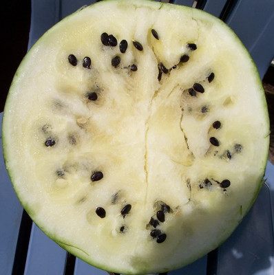 CYBEXIS NDIR-34 - Cream of Saskatchewan Watermelon - (1350 Seeds) Seed(1350 per packet)
