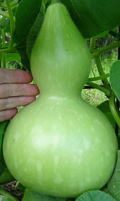 CYBEXIS XL-80 - Bottle Gourd Asian Buddha Squash - (900 Seeds) Seed(900 per packet)