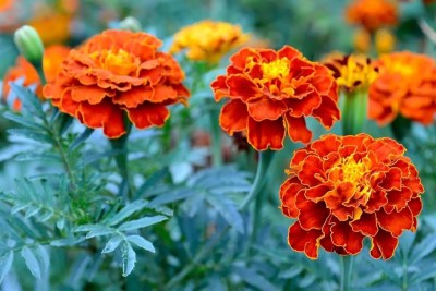 ibains Yellow marigold plant seeds Seed(11 per packet)