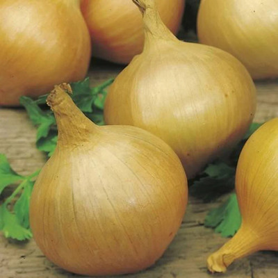 Quentova Yellow Onion Organic-VDI-4F Seed(300 per packet)