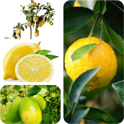 seedx Imported Hybrid Lemon, Citrus limon Seeds, neemboo Seed(30 per packet)