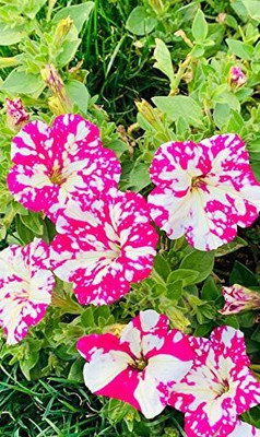 CYBEXIS HUA-65 - Petunia Hanging Flower Dwarf - (540 Seeds) Seed(540 per packet)