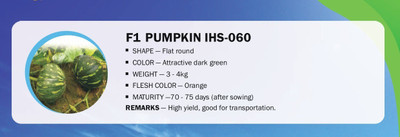 CYBEXIS F1 PUMPKIN IHS-060(100 Seeds) Seed(100 per packet)