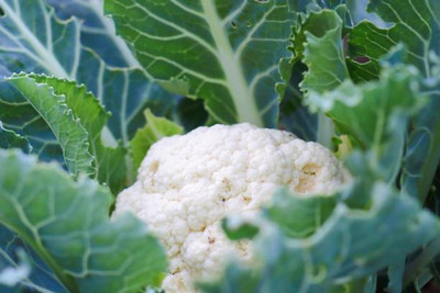Abamec white cauliflower,gobhee seeds Seed(13 per packet)