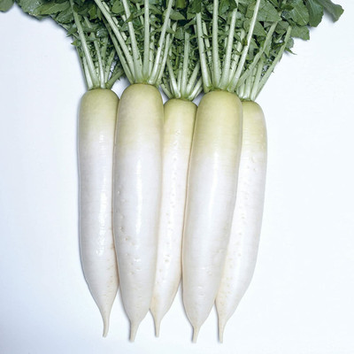 VINTI Radish Seeds - Fujikaze Seed(3000 per packet)