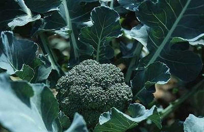 CYBEXIS Broccoli Green Seeds1000 Seeds Seed(1000 per packet)