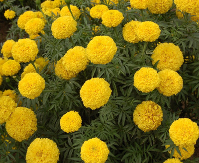 ibains Hybrid marigold seed Seed(150 per packet)