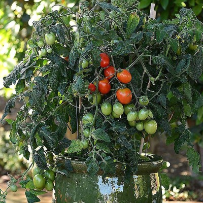 CYBEXIS Hardy Rare Tomato Seed Cold tolerant2000 Seeds Seed(2000 per packet)