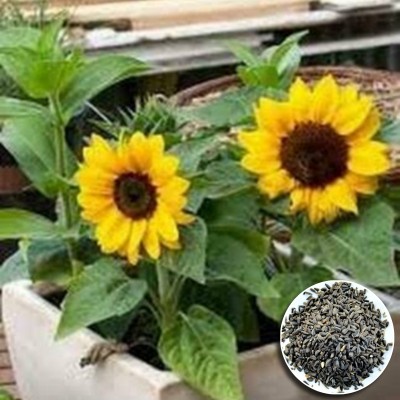 Greenfall Dwarf Variety Mini Sunflower Seeds (30 Seeds) for Beautiful Gardens Seed(30 per packet)