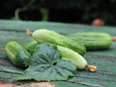 jkfarm Cucumber, Sosa, kheera Seed(400 per packet)