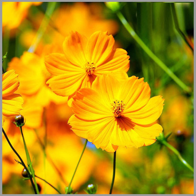 CYBEXIS TLX-92 - Cosmos Mixed Color (Mexican Aster) Flower - (90 Seeds) Seed(90 per packet)