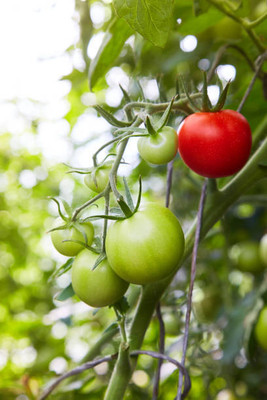 SM PLUS tomato Seed(25 per packet)