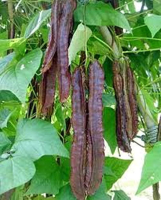 CRGO BEANS Seed(85 per packet)