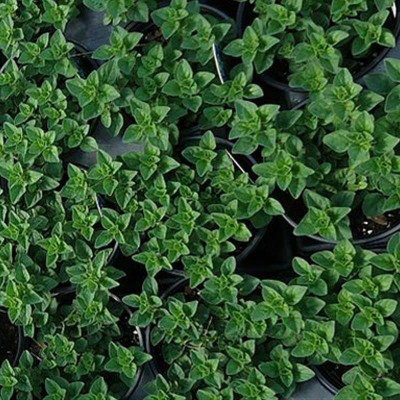 CYBEXIS HUA-65 - Oregano Greek - (150 Seeds) Seed(150 per packet)