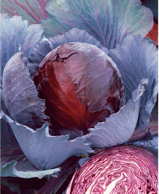 CYBEXIS Red Express Cabbage2000 Seeds Seed(2000 per packet)
