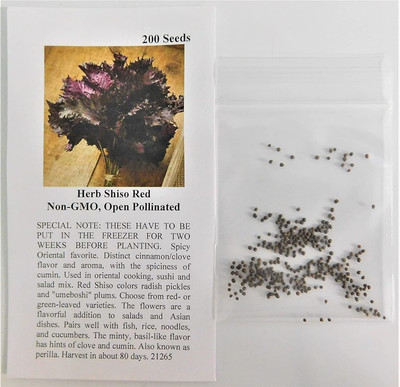 CYBEXIS XL-97 - Shiso Red Perilla (Perilla Frutescens) - (2250 Seeds) Seed(2250 per packet)