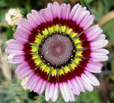 CYBEXIS Painted Mix Daisy Flower Seeds Seed(1 g)
