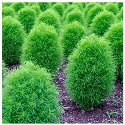 Avysa Kochia Fire Bush Seeds Seed(30 per packet)