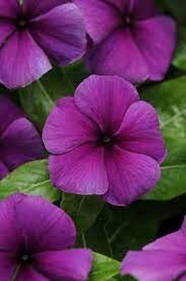 Lorvox Vinca Mixed Flower Seed(24 per packet)